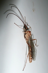 Ophion obscuratus