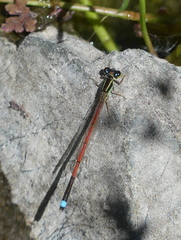 Ischnura aurora aurora