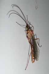Ophion obscuratus