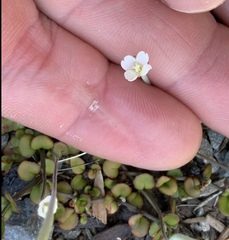 Epilobium nummulariifolium