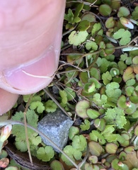 Epilobium nummulariifolium