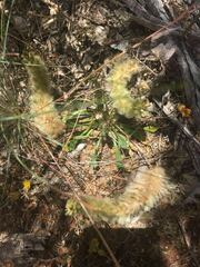 Ptilotus spathulatus