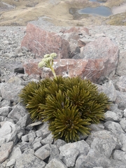 Aciphylla dobsonii