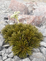 Aciphylla dobsonii