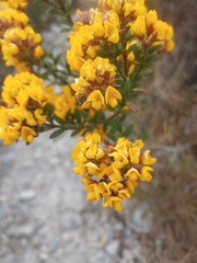 Oxylobium ellipticum