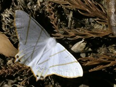 Ourapteryx maculicaudaria