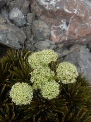 Aciphylla dobsonii