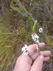 Epacris serpyllifolia