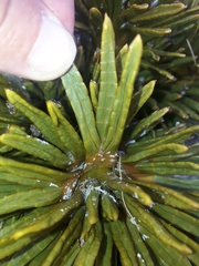Aciphylla dobsonii