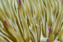 Periclimenes scriptus