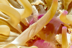 Periclimenes scriptus