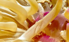 Periclimenes scriptus