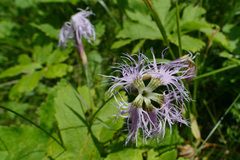 Dianthus superbus alpestris