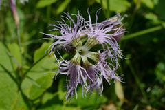 Dianthus superbus alpestris