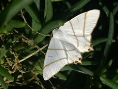 Ourapteryx maculicaudaria