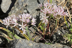 Allium crenulatum