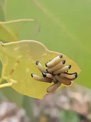 Paropsisterna cloelia