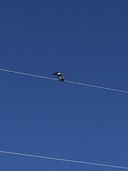 Todiramphus sanctus vagans