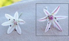 Allium crenulatum