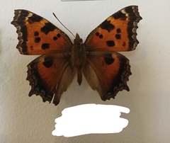 Nymphalis xanthomelas