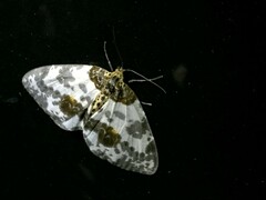 Abraxas miranda miranda