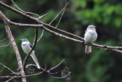 Motacilla clara