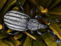 Lyperobius barbarae