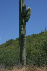Carnegiea gigantea