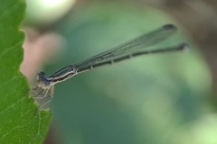 Rhadinosticta simplex