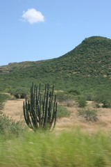 Stenocereus thurberi