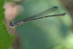 Rhadinosticta simplex