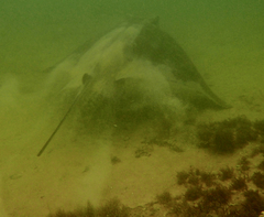 Myliobatis tenuicaudatus