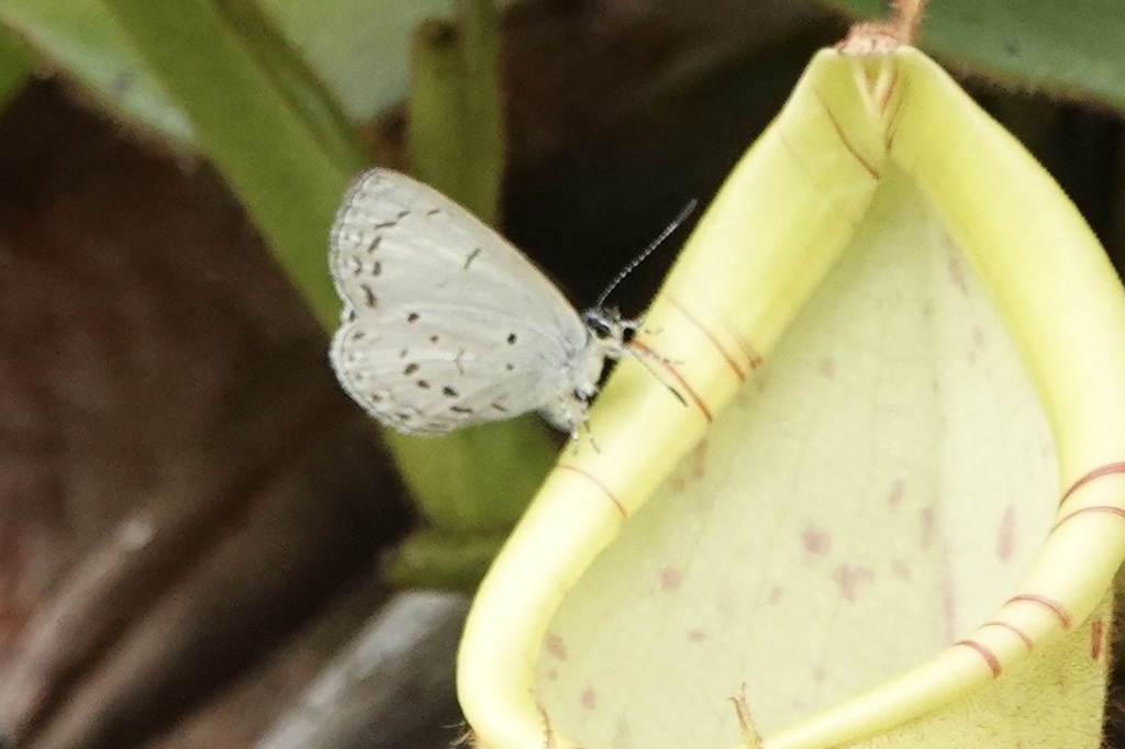 Sancterila shelfordii