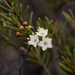 Phebalium lepidotum