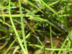 Ischnura aurora aurora