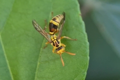 Ropalidia romandi