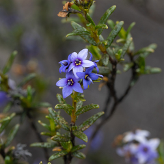 Halgania andromedifolia