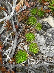 Hectorella caespitosa