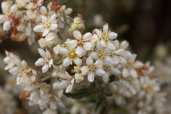 Commersonia craurophylla