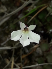 Lobelia linnaeoides