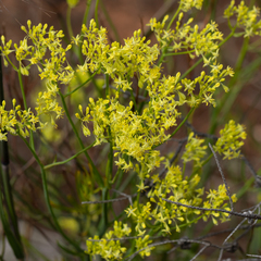 Glischrocaryon aureum