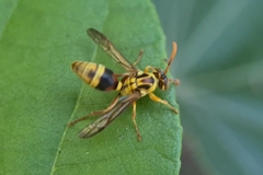 Ropalidia romandi