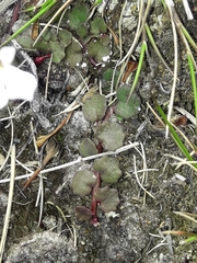 Lobelia linnaeoides