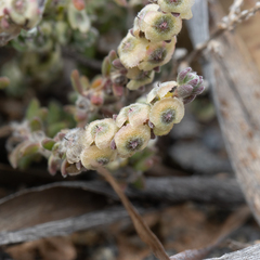 Maireana trichoptera