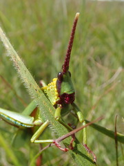 Taphronota calliparea