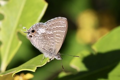 Theclinesthes onycha