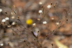 Podolepis capillaris