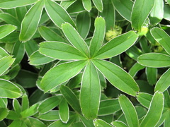 Alchemilla alpigena