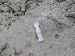 Squillidae