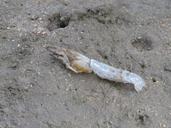 Squillidae